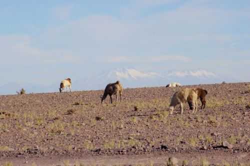 TREKKING NEL DESERTO DI ATACAMA 2015